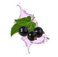 Blackcurrant / 65ml